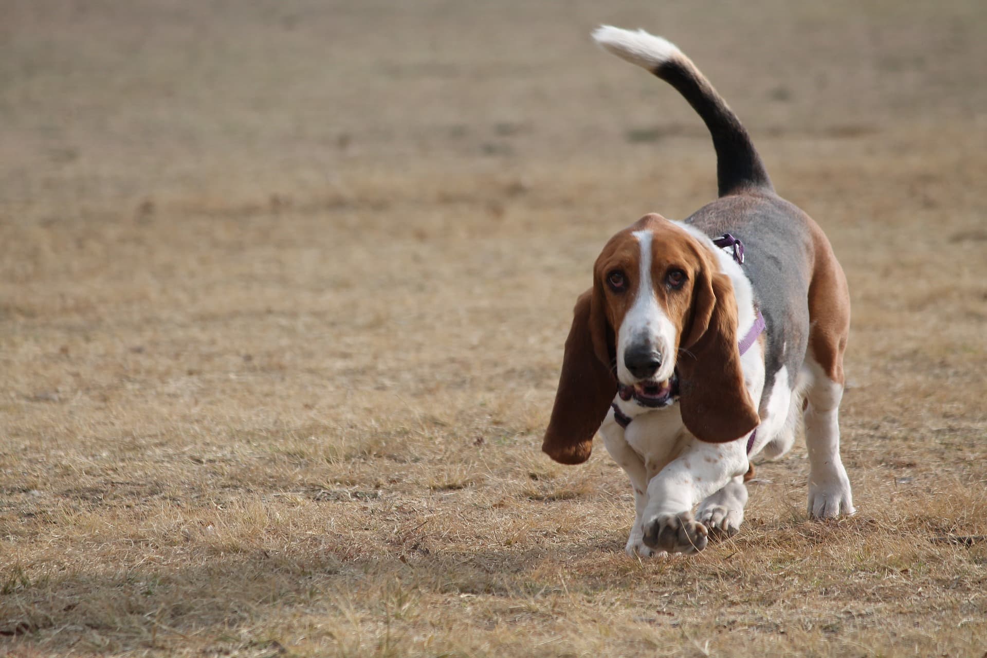短足犬さま専用ページです 短足犬の犬種12選】短